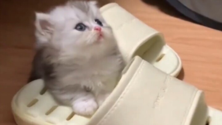 A three-jin kitty, fifty jin of cuteness!