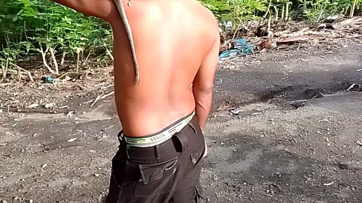 Monyet sedang mencari kutu