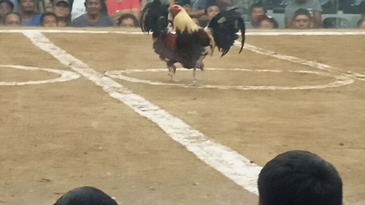 mahiwaga talaga Ang sabong