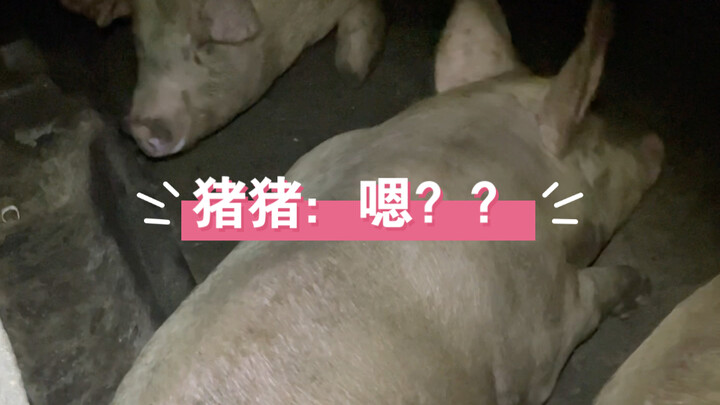 (Click carefully) Pig: Huh? ?