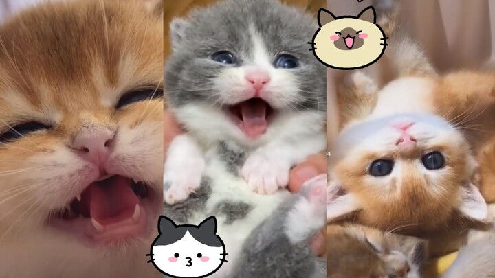 Kucing Lucu
