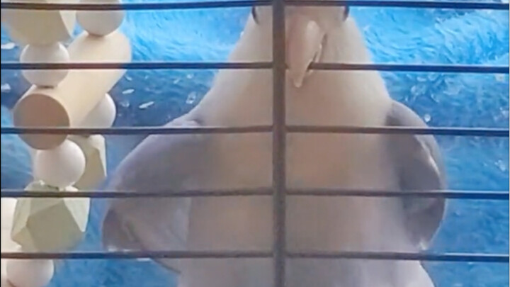 The reincarnation of Brother Chicken!