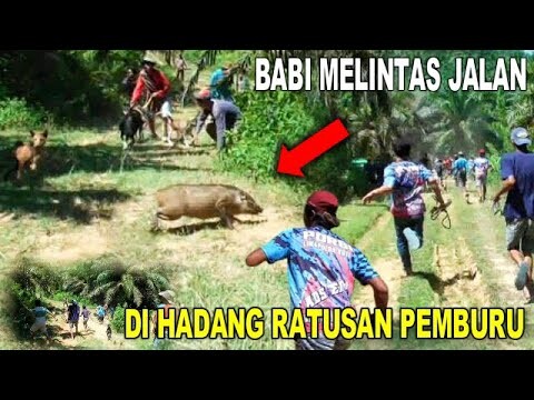 VIRAL !!! "BABI HUTAN MELINTAS JALAN" DI BURUAN LALAN SIJUNJUNG - SUMATERA BARAT 27 DESEMBER 2020