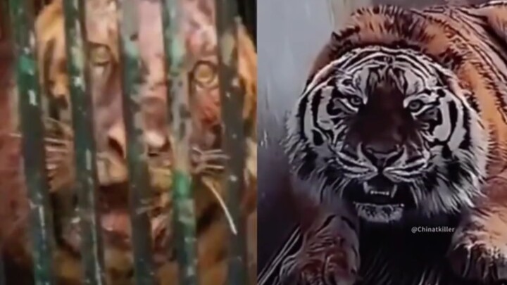 الوثائقي الوحيد الذي وثّق بالفعل معركة بين الأسد والنمر