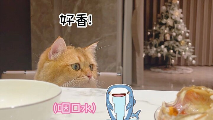 That darn cat knows exactly how to act—totally got me!