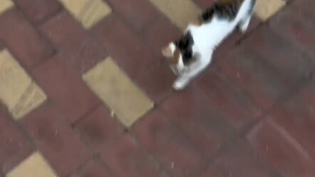 Only a soft heart picks up stray cats.