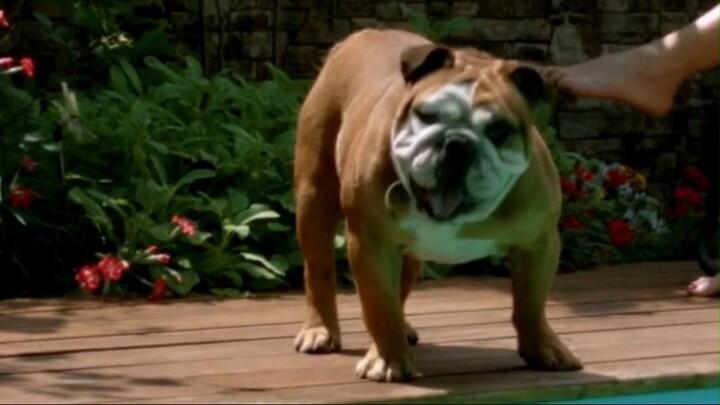 Characteristics of English Bulldog