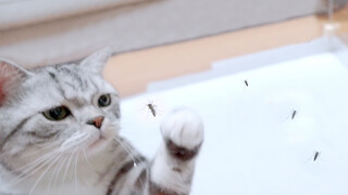Bought A Box of Mosquitoes and Cats Ate All?