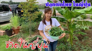 ปลูกผักไทยในญี่ปุ่น #สวนผักไทยในญี่ปุ่น #วิธีเก็บผักไว้กินนานๆแถมยังสดอยู่เสมอ #ชีวิตในญี่ปุ่น