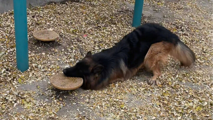 Do German Shepherds really have that much bite force? This video is worth 25 yuan.