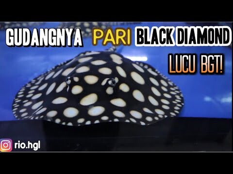 KOLEKSI PARI OBI PREMIERE 1 RUMAH ISINYA PARI SEMUA!!!