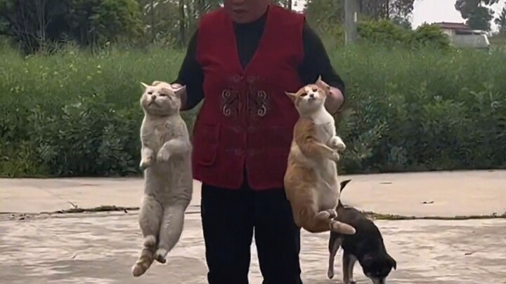 Kucing yang dibesarkan oleh kakek dan nenek, pada hakikatnya sudah lama mereka anggap sebagai anak s