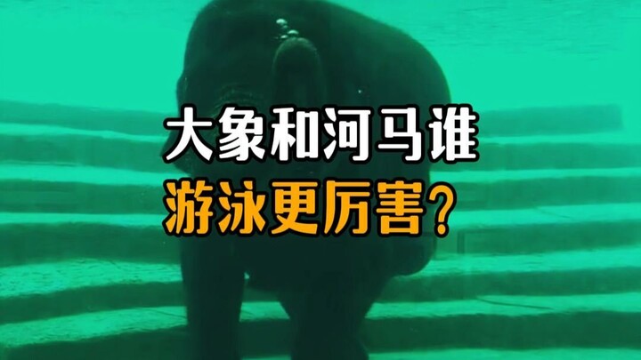 Who swims better, the elephant or the hippo?