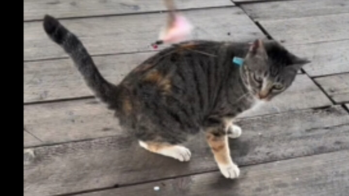 Kitten Scratching a Feather