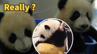 "Tài xế" của gấu trúc