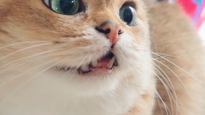 kucing marah