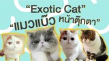 EP5 : Exotic Cat "แมวแบ๊ว หน้าตุ๊กตา"