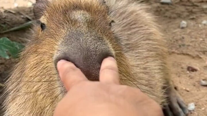 Why is this capybara so docile when you poke its nose?