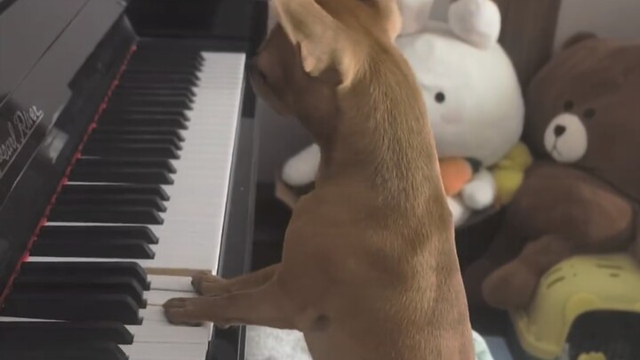 I actually saw a dog playing the piano!
