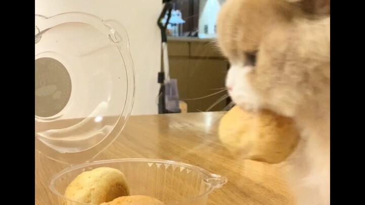 How My Cat Has Been Stealing Mochi Since She Was a Kitten