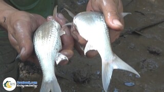 Cùng NGƯỜI MIỀN TÂY Xả Đập Mương Lâu Năm Bắt CÁ LINH KHỦNG | Hội Ngộ Miền Tây - Tập 243