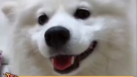 Yeye, Who Helps His Owner Pick Up Trash, Is Actually a Working-Class Rich Kid!