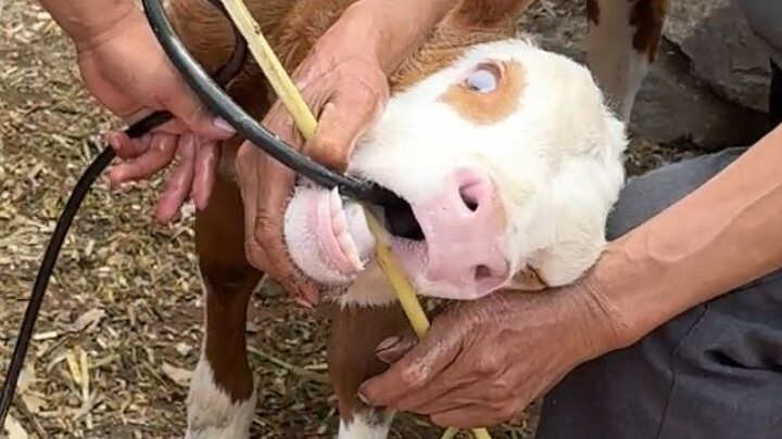 It turns out cows can actually produce oil in their stomachs—my dad used a catheter to frantically e