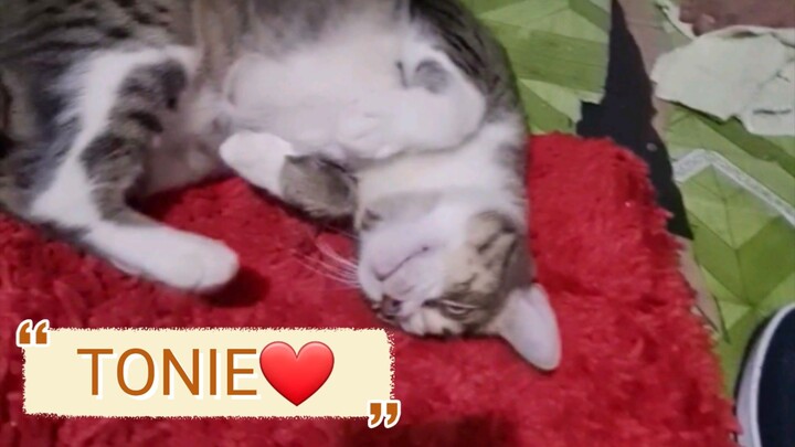 tonie