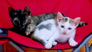 Tiny kitten angry short tail kitten and then attack with wrestle match