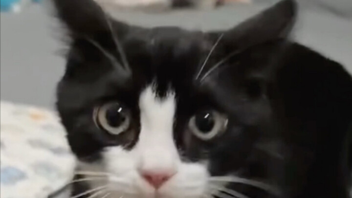 猫儿这个神经