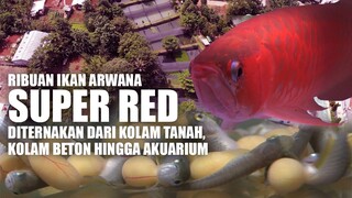 Peternakan Arwana Super Red‼️ Tahapan Budidaya dan Cara Mengembangbiakan Arwana