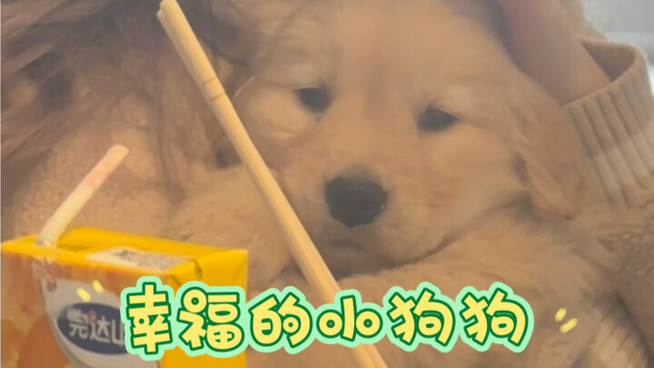 คุณป้าๆ แม่ของน้องหมาโกลเด้นตัวน้อยใจดีจริงๆ บ้านจนขนาดนี้ยังให้ลูกกินอาหารกระป๋องเลย!