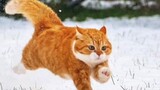The big orange cat from Northeast China is here!