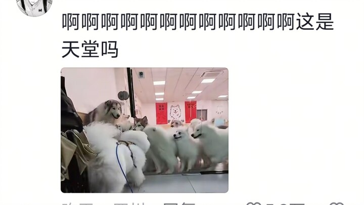 Anjing: Mencakar orang! Mencakar orang!