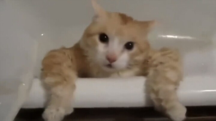 ฉันเห็นแค่รถบรรทุกแห่งความสิ้นหวังคันเดียวเท่านั้น