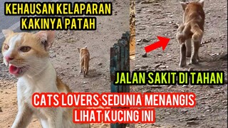 Kucing Keramat Yang Membuat Cats Lovers Sedunia Menangis..!