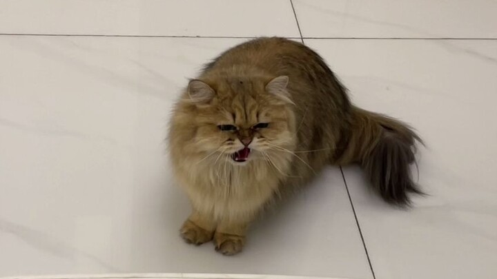 The new cat was disliked by the whole family upon arriving home...