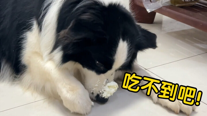 Smear some cream on the dog's nose—hilarious... It's driving me crazy!