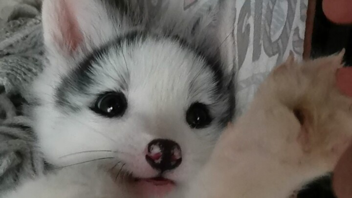 Nhân lúc cáo con đang ngủ, vuốt ve tai nó!