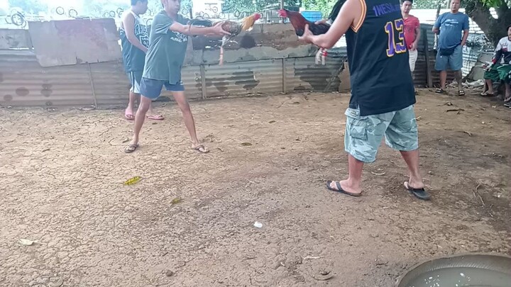 panalo nanamn bulik kalaban