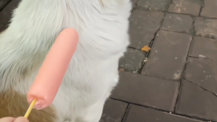 Ai tốt bụng mà lấy ruột đâm chó vậy hahaha