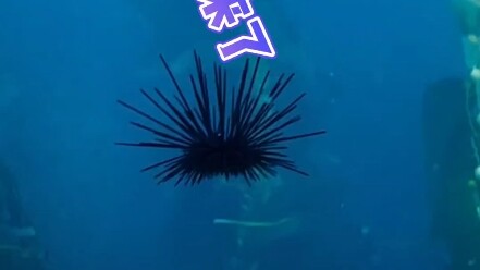 海胆原来是老六！！