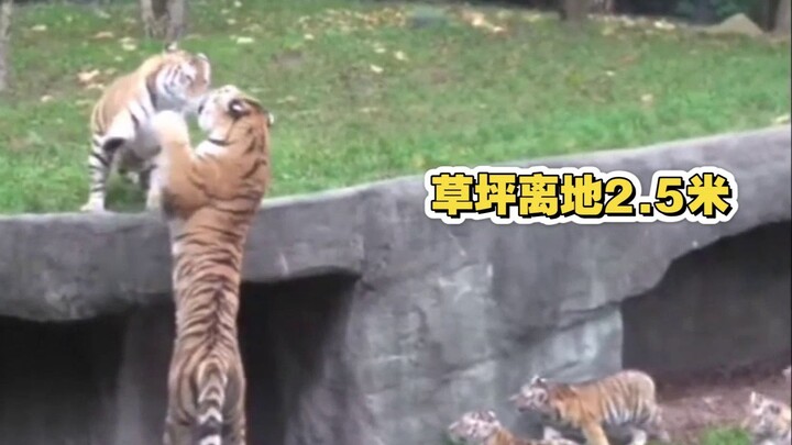 Harimau Siberia raksasa juga bisa manja?! Ayah dan ibu harimau mengabaikan keseharian menggemaskan a