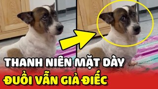 Chú chó MẶT DÀY nhất năm, bị Sen đuổi vẫn GIẢ ĐIẾC ngồi nhìn 😂 | Yêu Lu