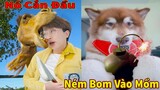 Thú Cưng TV | Ngáo Husky Troll Bố Dương KC #50 | chó thông minh vui nhộn | funny cute smart dog Pets