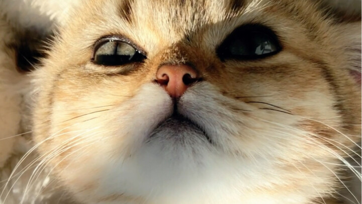 Mèo con đâu phải trẻ con!