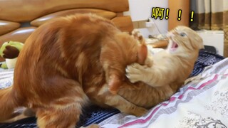 Mối quan hệ giữa các thành viên trong một gia đình nhiều mèo rốt cuộc phức tạp đến mức nào