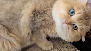 [Cats] Hiding My Cat's Favourite Cat Tree And Watch Its Reaction