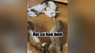 Miếng ăn là miếng nhục mò cat mèo cute khabanh