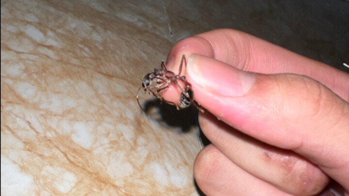 Looks like my 700 yuan just died on the way… A bull ant bigger than my fingernail ended up like this